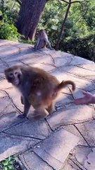 Try Not to Laugh: Digital Illusionist & Creator 🎩