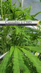 CBD ou THC tel est le débat