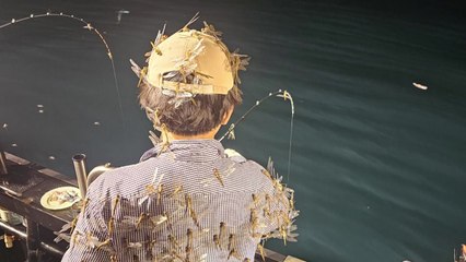 낚싯배 점령한 아열대성 '된장잠자리' 떼 / YTN