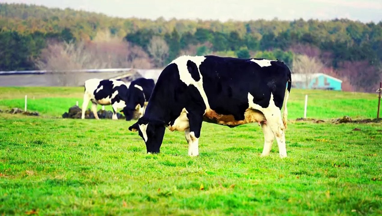 Animal Songs Collection   Frog, Cow, Turtle, Fish, Gorilla, Lion, Tiger, Camel  Fun Kids Songs