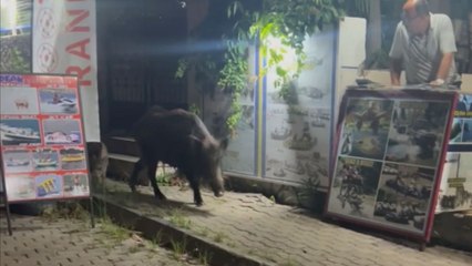 Girl's night walk takes a wild turn when boars suddenly charge at her