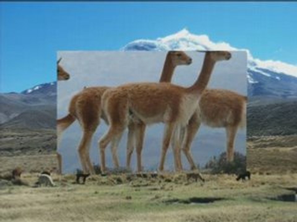 CHIMBORAZO