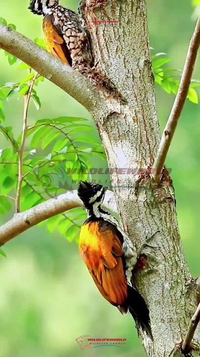 Wildlife Beautiful Moments #14