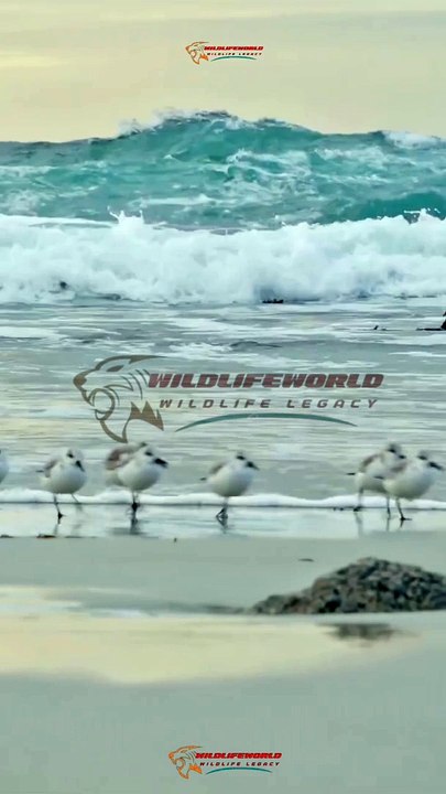 Wildlife Beautiful Moments #18