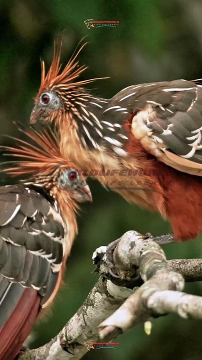 Wildlife Beautiful Moments #13