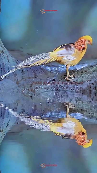 Wildlife Beautiful Moments #17