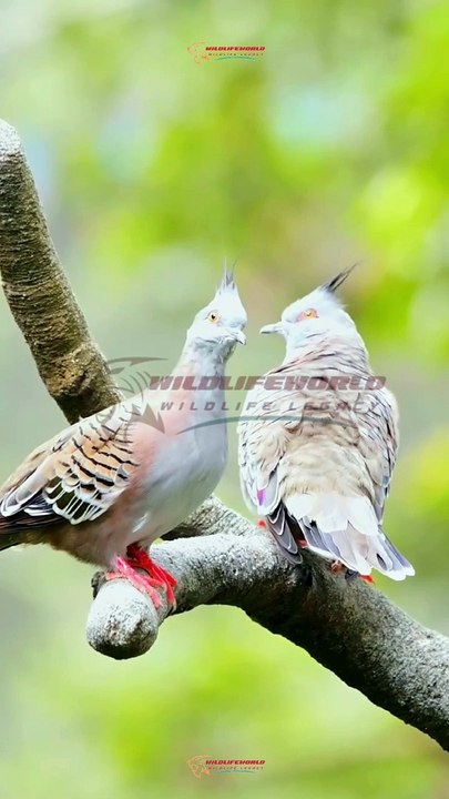 Wildlife Beautiful Moments #11