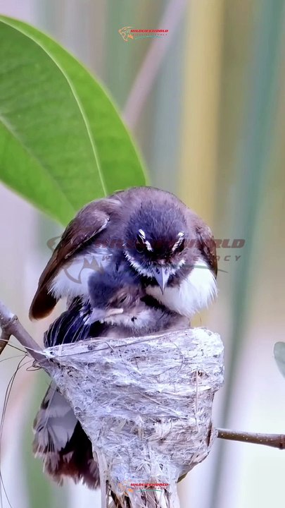 Wildlife Beautiful Moments #15