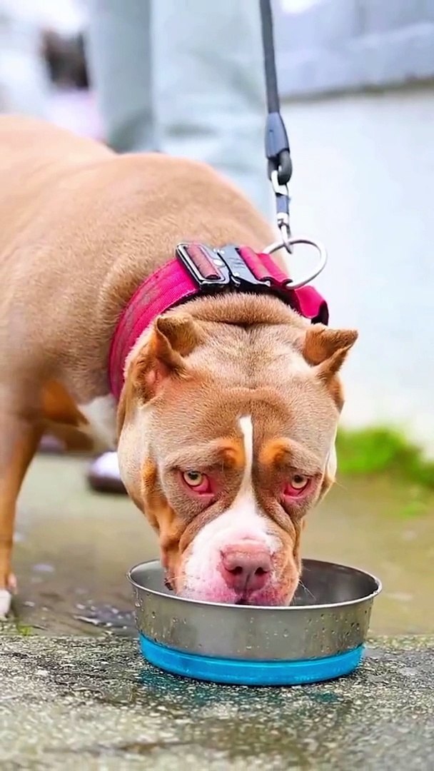 ⁣Pitbull dog lovers #pitbull dog