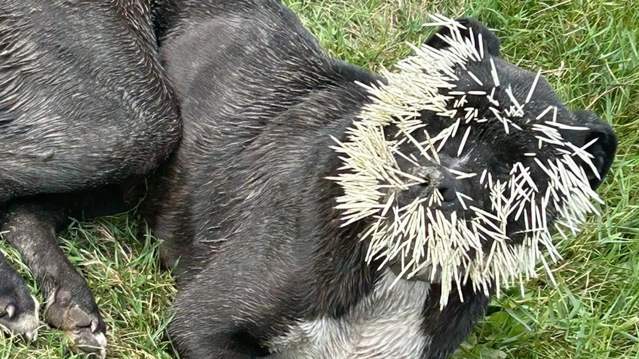Gerettetem welpen wird nach stachelschweinborstenangriff das auge entfernt