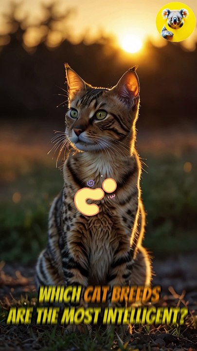 Which Cat Breed Tops the Intelligence Chart?
