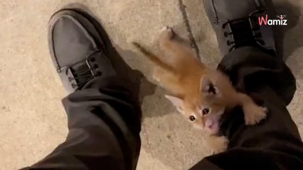 Osierocony kociak wspina się na nogę nieznajomego prosząc, by zabrał go ze sobą (video)