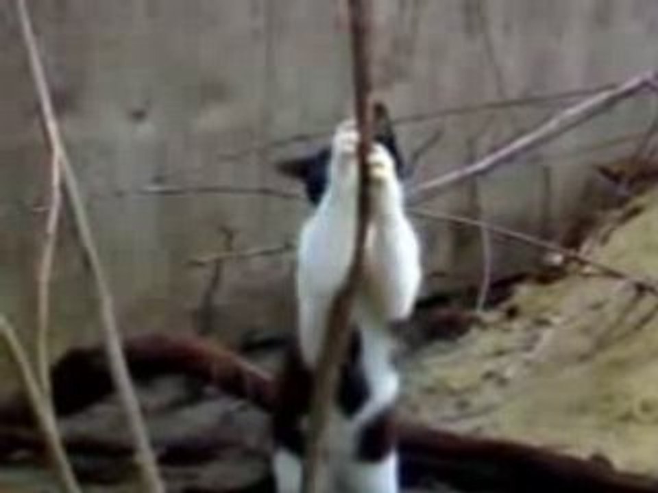 cat dancing with a tree