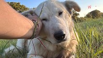 Sauvée de fourrière en Roumanie, cette chienne est une véritable perle qui mérite de trouver sa famille