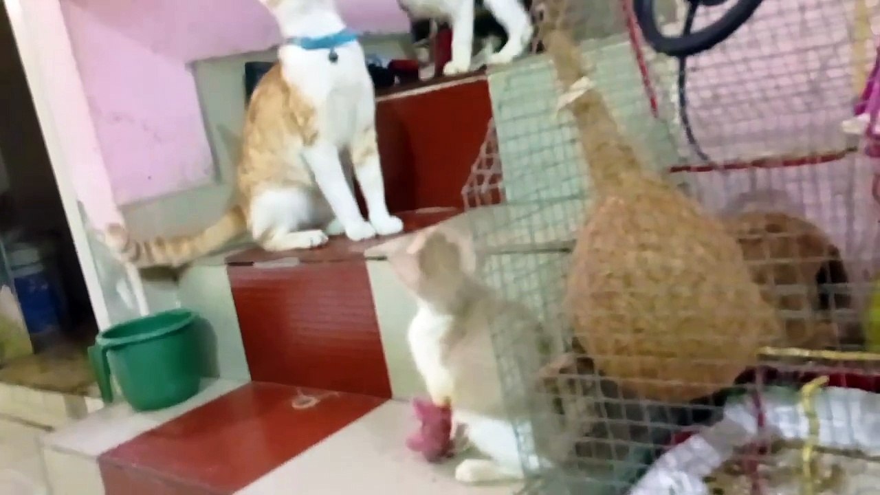 Cute cat and kittens