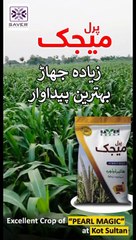 Excellent Crop of "PEARL MAGIC" at Kot Sultan