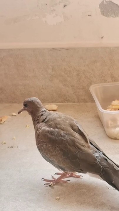 Pigeon || pet Pigeon || petanimal || birds life || bird