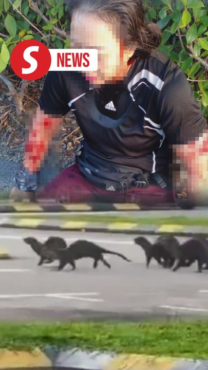KK jogger recounts otter attack; public urged to be cautious