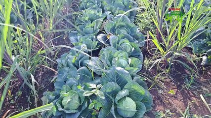 उसात कोबीचे आंतरपीक अडीच महिन्यात १ लाख ८० हजारांचा नफा