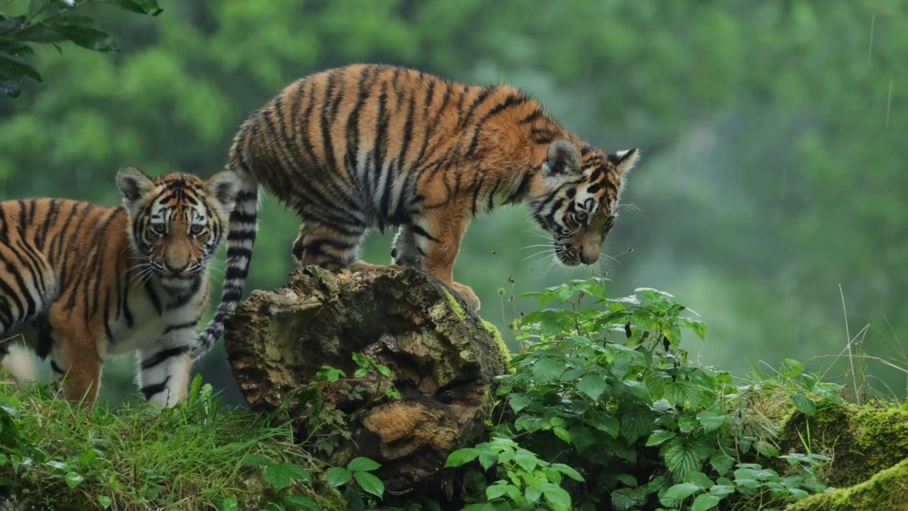 Super-cute rare tiger cubs play in the rain at UK safari park