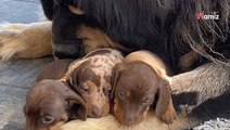 L'énorme chien cache son trésor entre ses pattes : leur cœur s'affole quand ils comprennent de quoi il s'agit (vidéo)