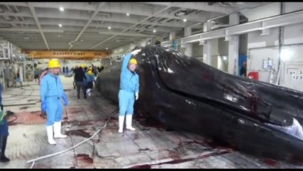 Giappone, catturata e uccisa la prima balenottera comune dal 1976