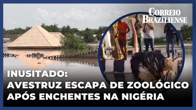 Barragem transborda e avestruz escapa de zoológico na Nigéria; pessoas ficaram desabrigadas