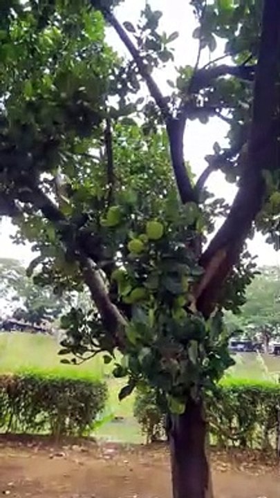 hunting jackfruit