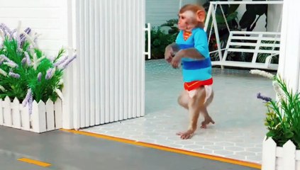 monkey barish main phas gia