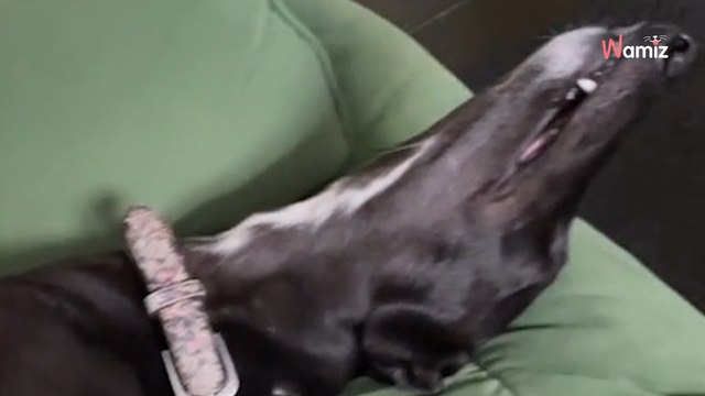 Ce chien retraité des courses de lévriers était traumatisé : il s'est transformé grâce à l'amour de son adoptante