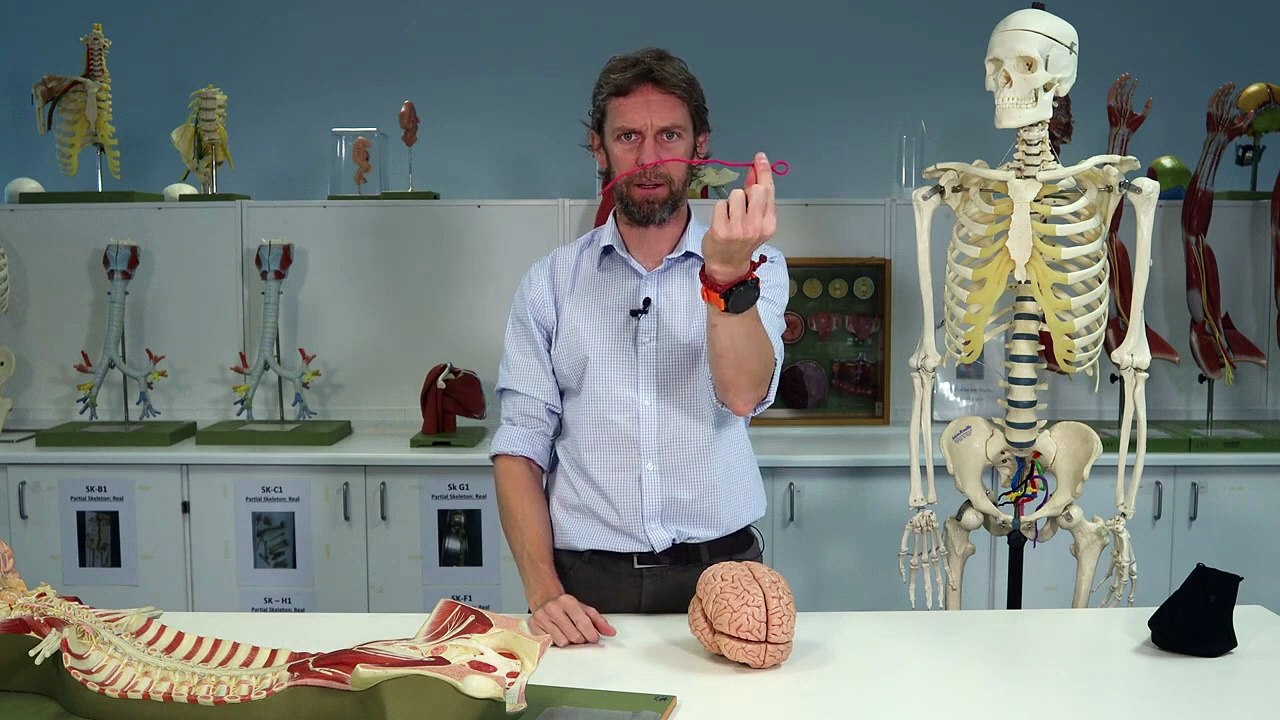 Nervous system anatomy introduction.