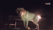 Video. Questo cane è il terrore delle piscine e diverte milioni di persone