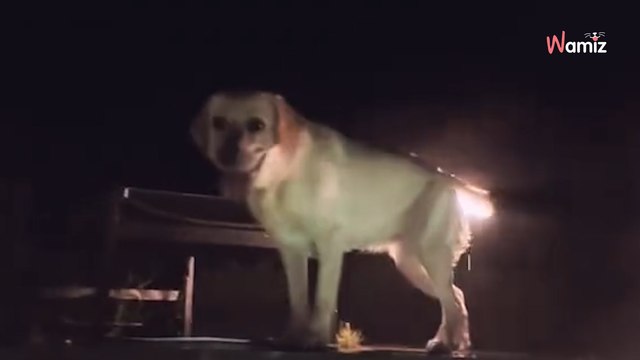 Video. Questo cane è il terrore delle piscine e diverte milioni di persone