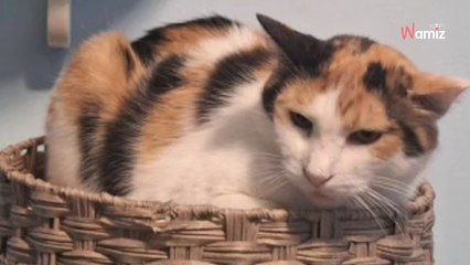 Ce chat a connu la rue toute sa vie : il rencontre ses sauveteurs et leur fait le plus beau cadeau