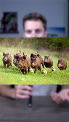 Chasse : Défendez-vous ou Opposez-vous ? 🦌 Le Grand Débat