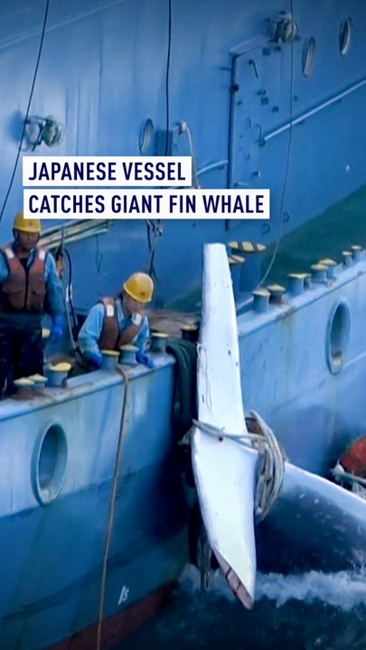 Japanese vessel catches giant Fin whale