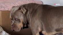 Katze erwartet Nachwuchs: Als ein American Bully kommt, schmelzen alle Herzen!