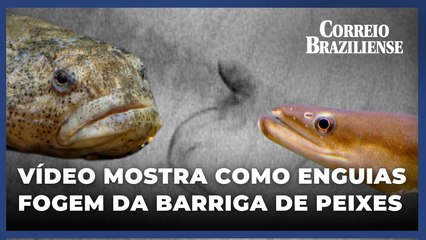Enguias Escapam do Estômago de Peixes Através das Guelras 🐍