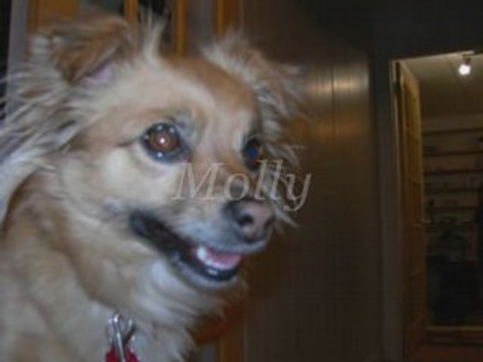 Montage 2 souverain et moi