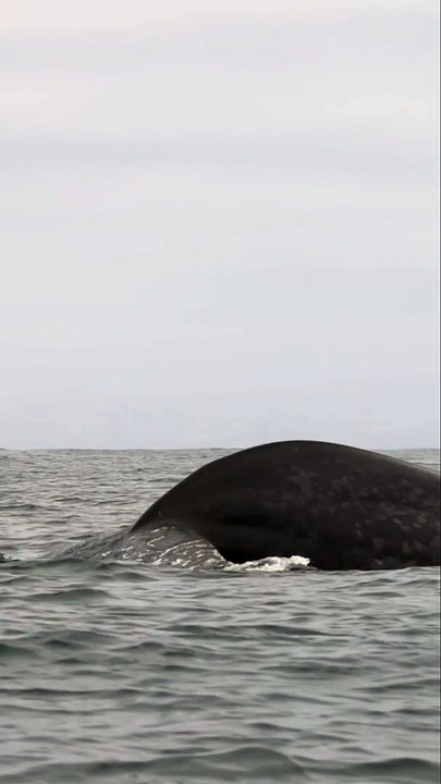 Bienvenido a México!  We don’t supply the tequila or the tacos, but we can find you blue whales ☺️