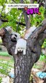 Cute pet Hanging on Tree #shorts #shortvideos #cat #pets #dog #puppy #funnyshorts #cute  #funny