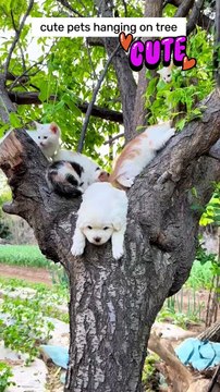 Cute pet Hanging on Tree #shorts #shortvideos #cat #pets #dog #puppy #funnyshorts #cute #funny