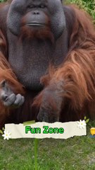 Vlog at the weirdest zoo ive ever been to