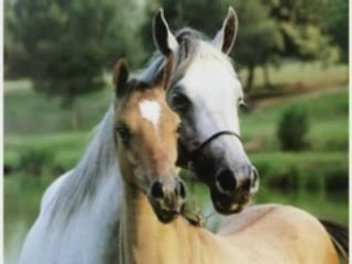 CHEVAL