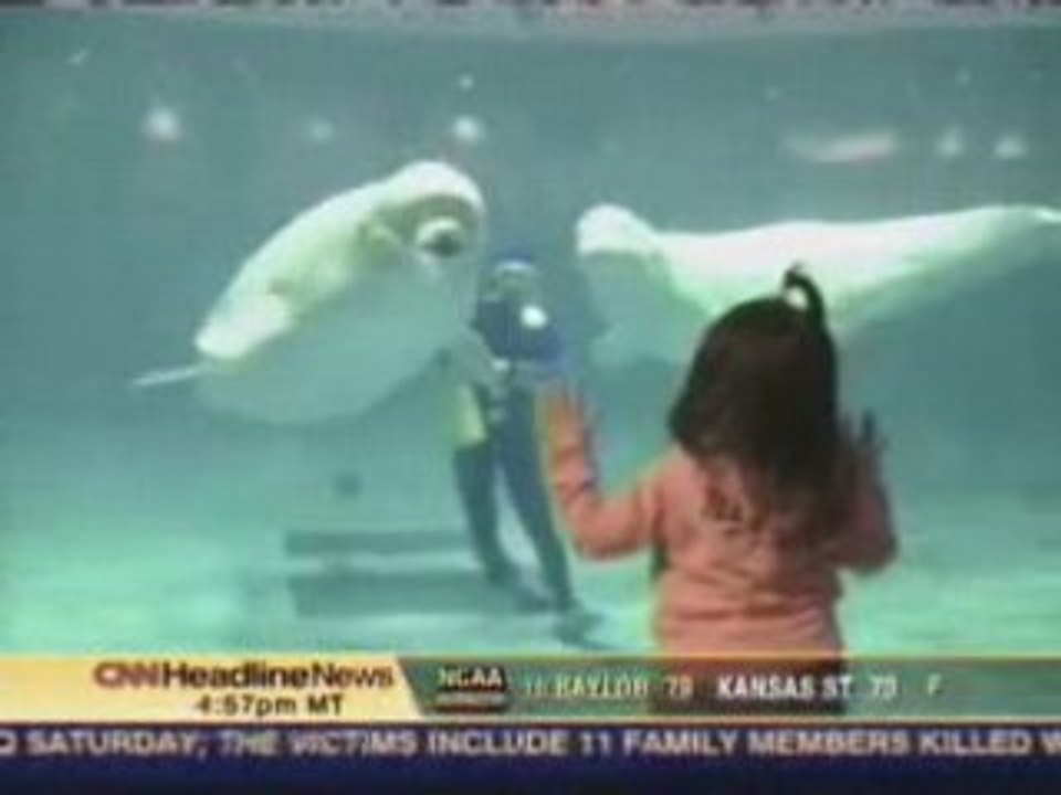 Vidéo animaux - dauphin qui fait des bulles