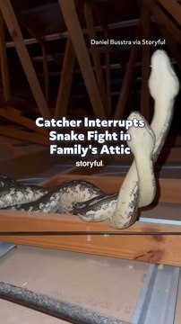 Catcher Interrupts Snake Fight in Family's Attic