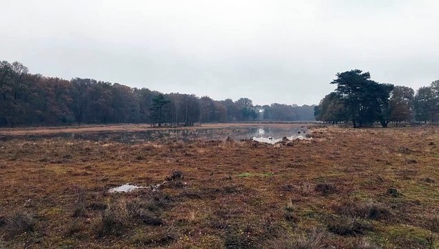 Whispers of the Forest: A Journey Through Nature's Heart