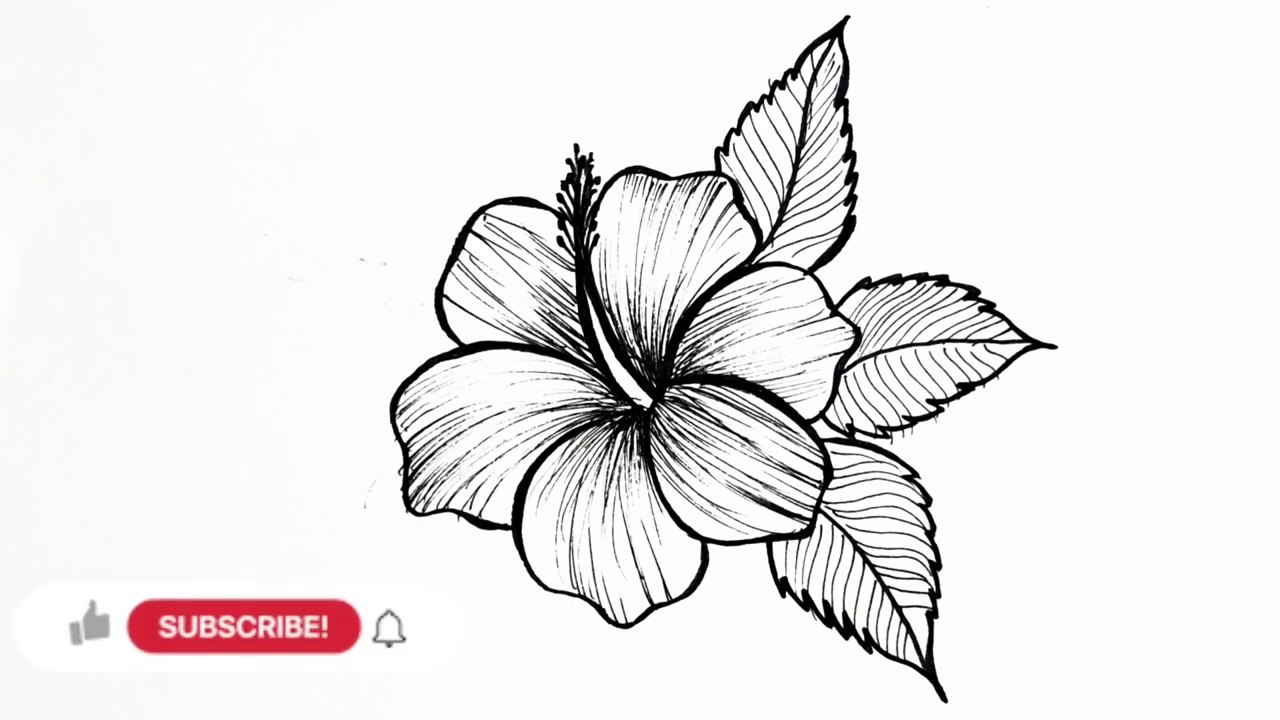 How to draw a flower easy step by step __ Hibiscus flower drawing