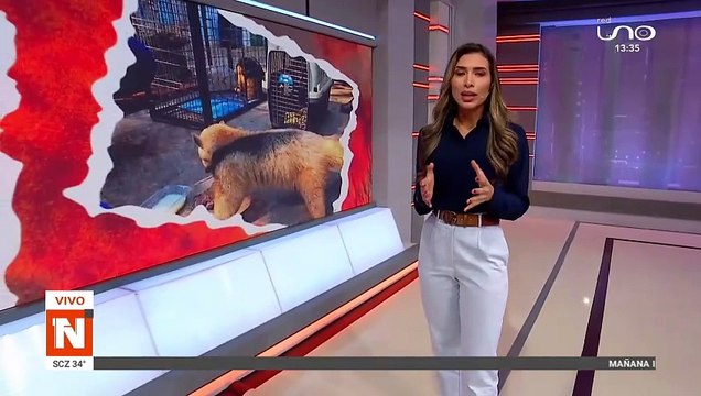 Incendio en San Matías: Rescatan a Chiru y Pulgarcito, dos osos hormigueros