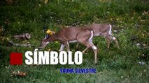 Símbolo Nacional: El Venado Cola Blanca